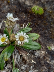 Oritrophium peruvianum
