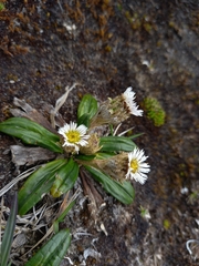 Oritrophium peruvianum