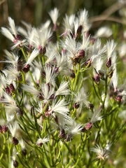 Baccharis angustifolia