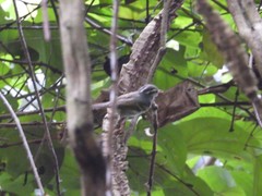 Phylloscopus claudiae