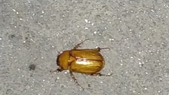 Cyclocephala putrida