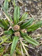 Oritrophium peruvianum