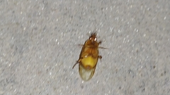 Cyclocephala putrida