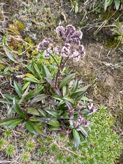 Valeriana adscendens