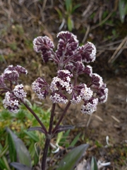 Valeriana adscendens