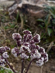 Valeriana adscendens