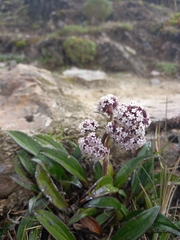 Valeriana adscendens