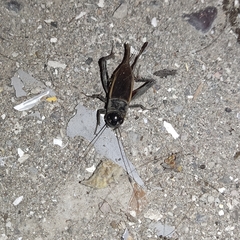 Gryllus fulvipennis