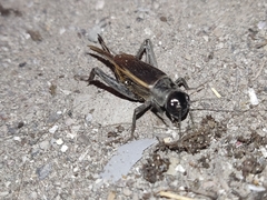 Gryllus fulvipennis