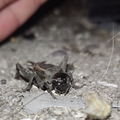 Gryllus fulvipennis