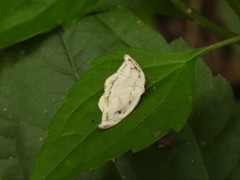 Callidrepana gelidata