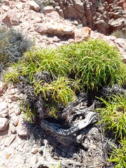 Calceolaria pinifolia