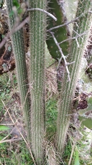 Cleistocactus baumannii