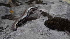 Plestiodon callicephalus