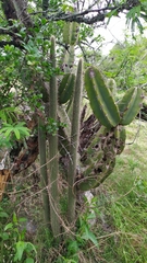 Cleistocactus baumannii
