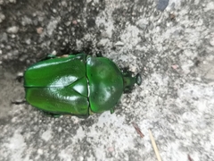 Trigonophorus rothschildi