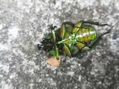 Trigonophorus rothschildi