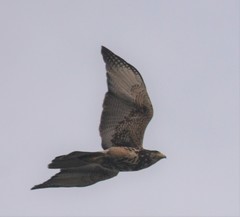 Parabuteo unicinctus