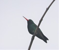 Chlorostilbon lucidus