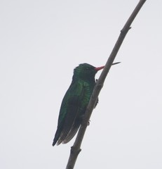 Chlorostilbon lucidus