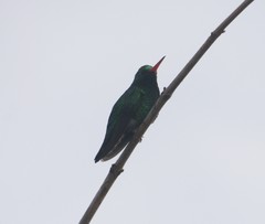 Chlorostilbon lucidus