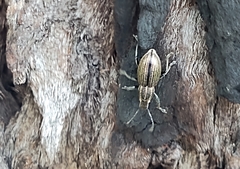 Naupactus tremolerasi