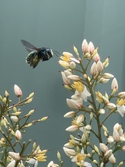 Xylocopa aerata