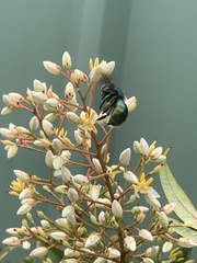 Xylocopa aerata