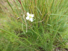 Heliophila carnosa