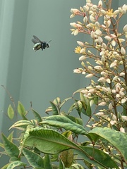 Xylocopa aerata