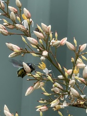 Xylocopa aerata