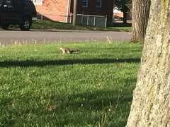 Sciurus carolinensis