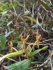 Epidendrum geminiochraceum