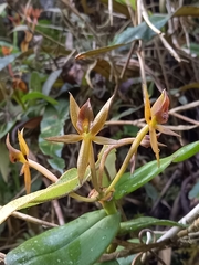 Epidendrum geminiochraceum
