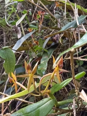 Epidendrum geminiochraceum