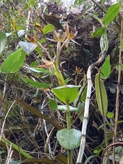 Epidendrum geminiochraceum