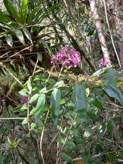 Epidendrum porphyreum