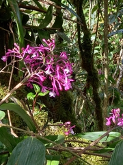 Epidendrum porphyreum