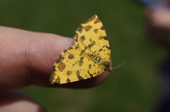 Pseudopanthera macularia
