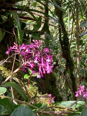 Epidendrum porphyreum