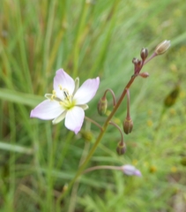 Heliophila carnosa