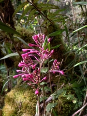 Epidendrum porphyreum