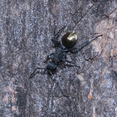 Polyrhachis erato