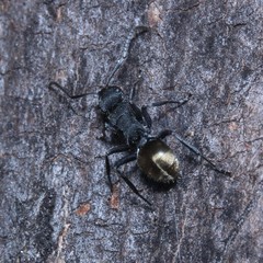Polyrhachis erato
