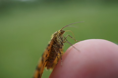 Pseudopanthera macularia