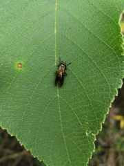 Asilidae