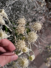 Senecio viravira