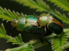 Calomela parilis