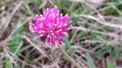 Gomphrena pulchella