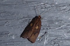 Planotortrix excessana